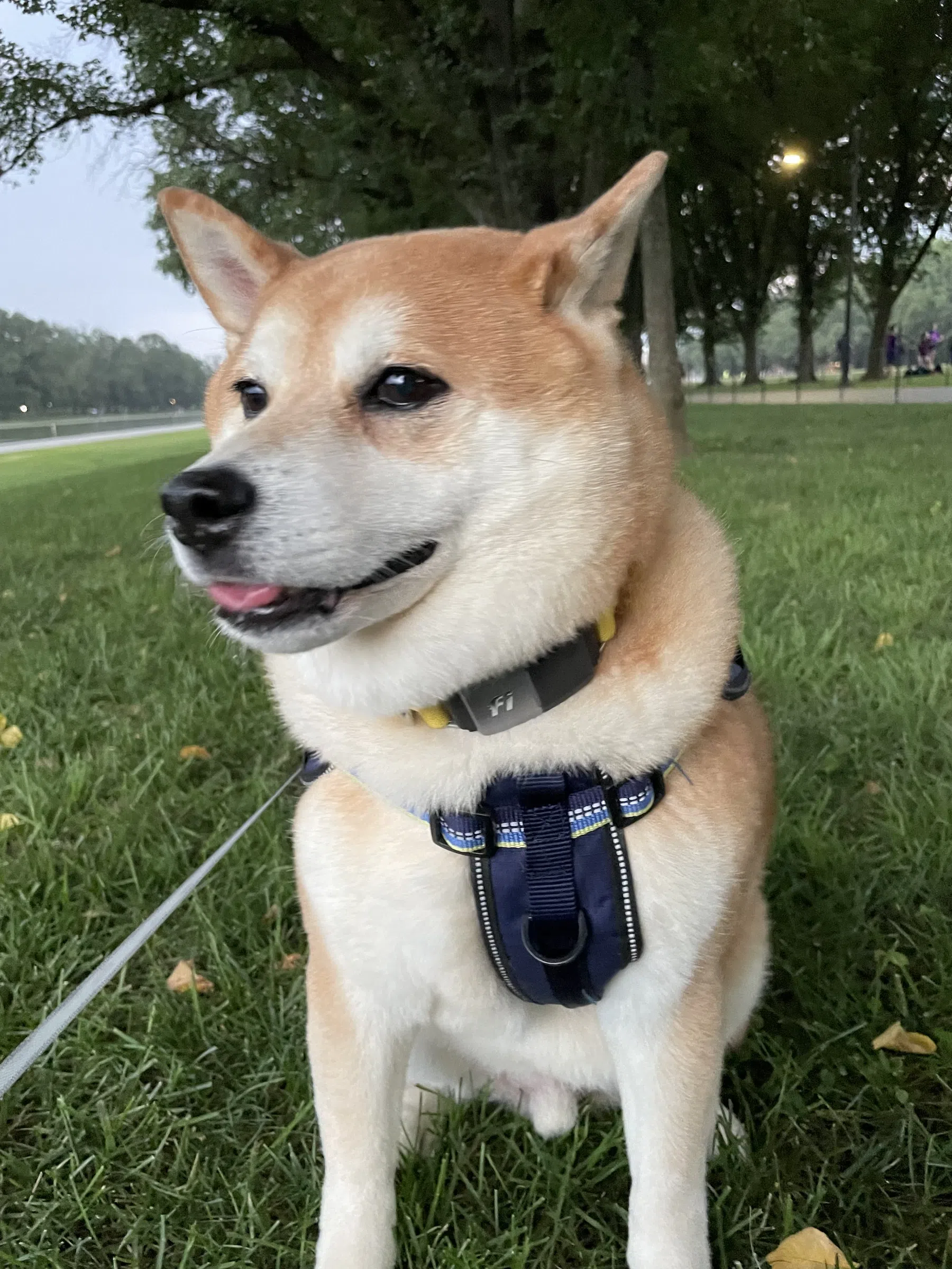 Niko is happy to people watch out of the rain on the National Mall