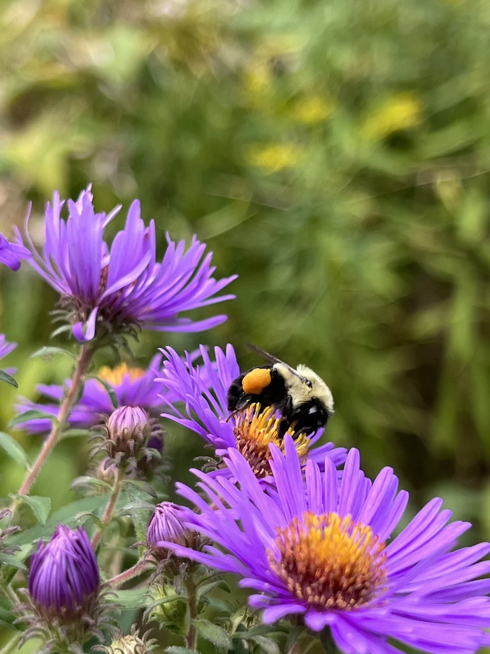 A bumble bee checking out a little purple flower in High Park.